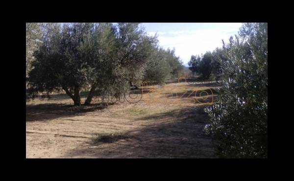 FINCA DE OLIVAR DE REGADIO