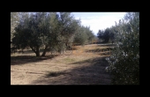 1103, FINCA DE OLIVAR DE REGADIO